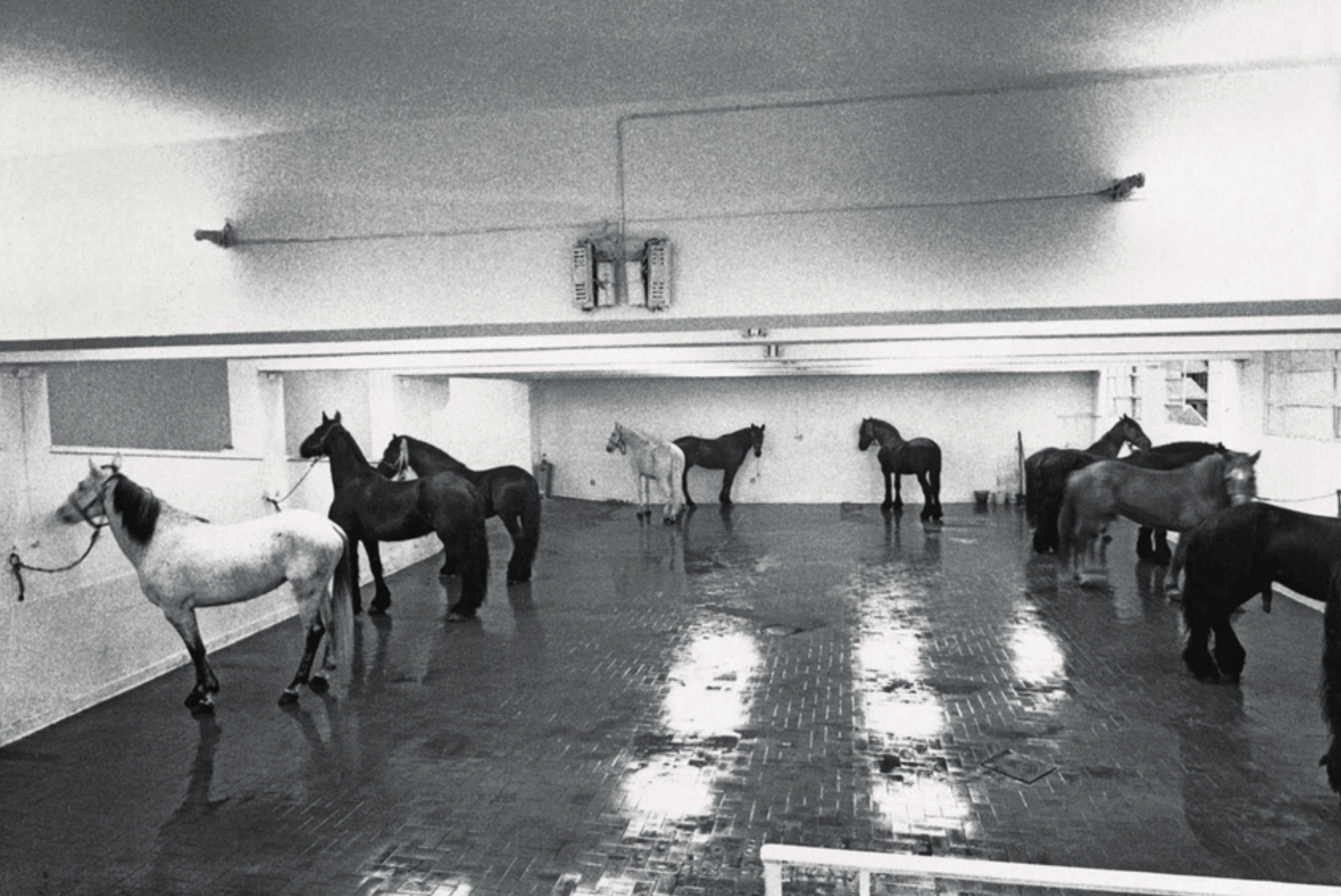 jannis kounellis